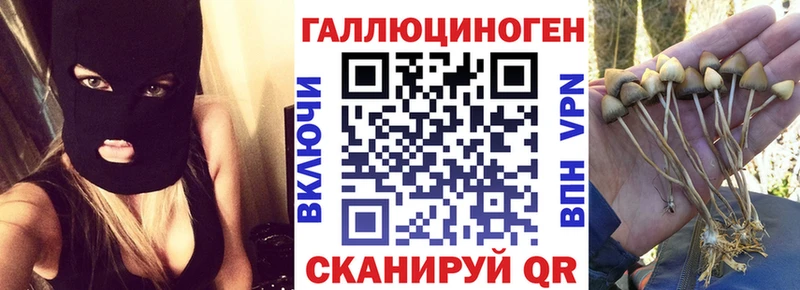 где продают   Одинцово  блэк спрут зеркало  Галлюциногенные грибы Psilocybe 